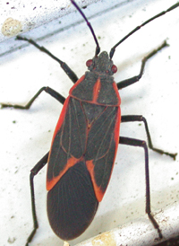 Eastern Boxelder Bug